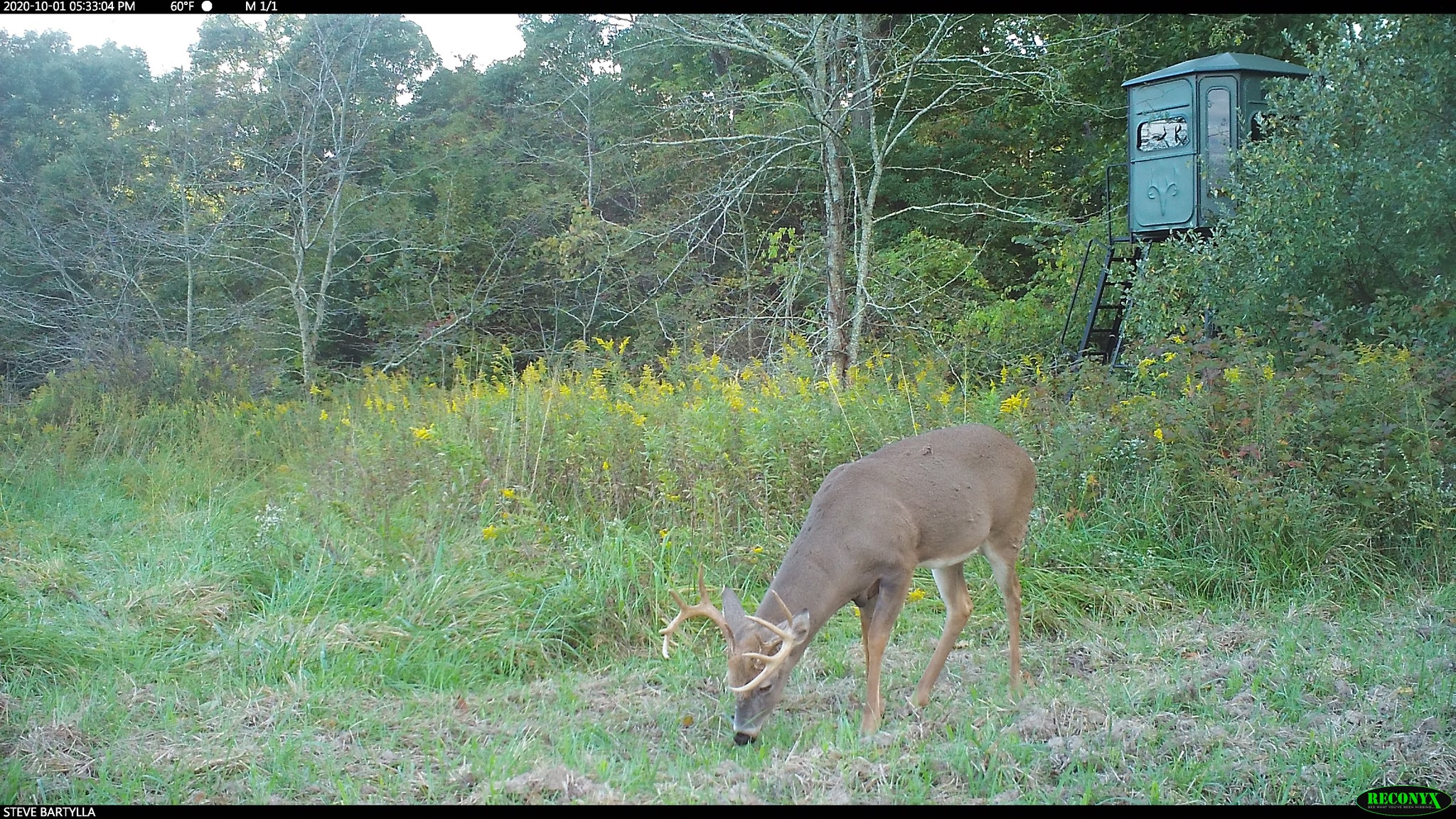 Trail cam photo — buck near Redneck Blind